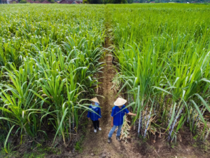Kolaborasi ID FOOD dan SGN Dorong Penyerapan Gula Petani, Nilai Tembus Rp1,75 Triliun