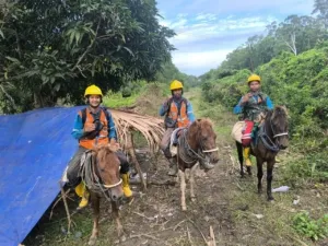 Wujudkan Energi Berkeadilan, Inovasi dan Strategi PLN UP3 Merauke Hadirkan Listrik Andal Hingga Pelosok