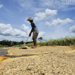 WFP: 45 Juta Orang Terancam Kelaparan, Indonesia Surplus Beras